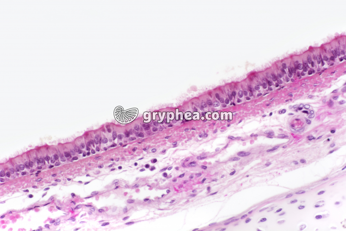 Trachée artère x100 - gryphea.com